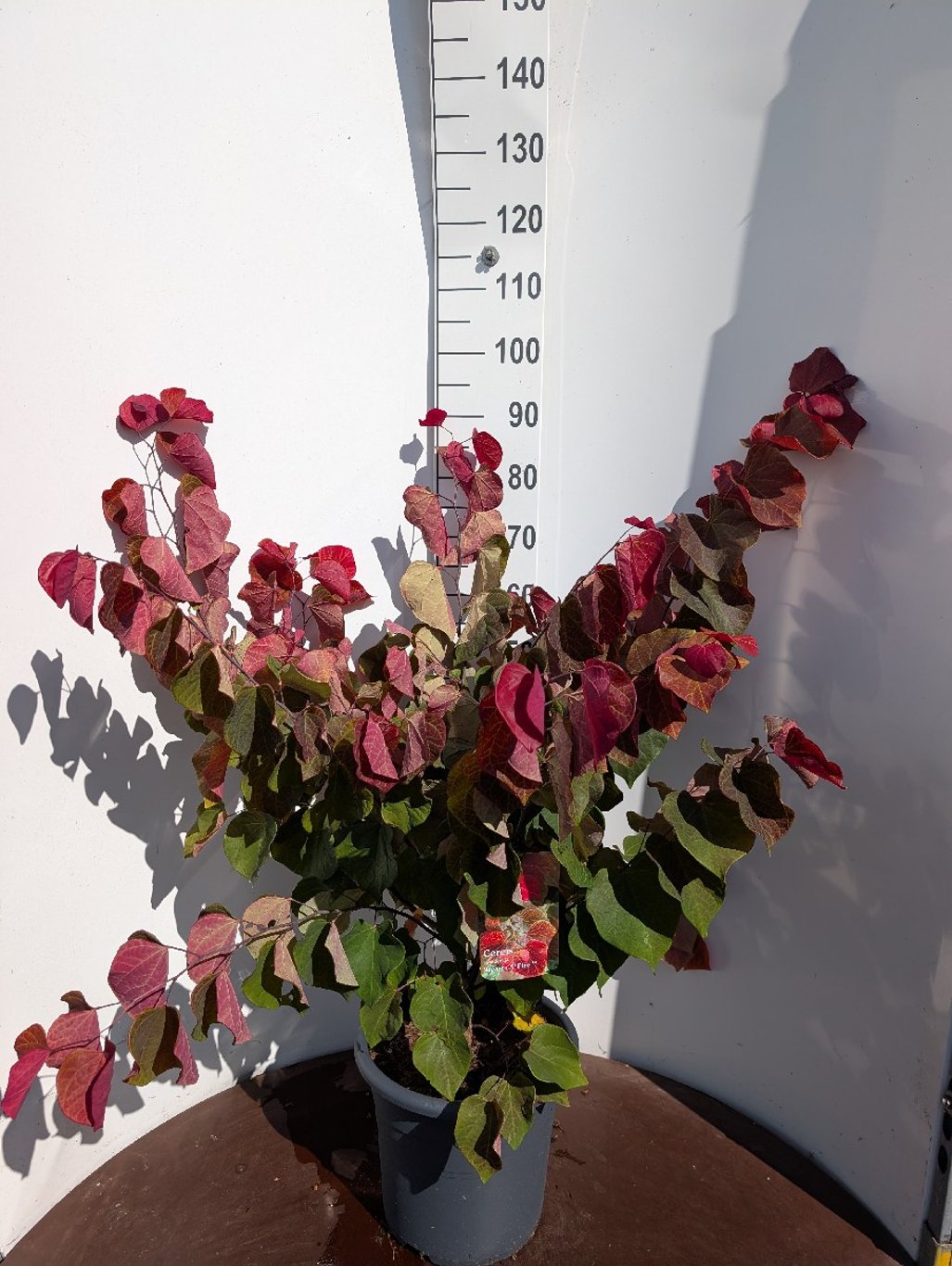 Cercis can. 'Hearts A'Fire' - C15 80-100 CM